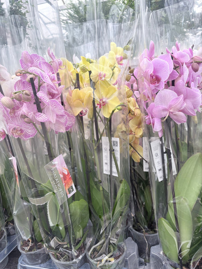Phalaenopsis 3 spike 22+
