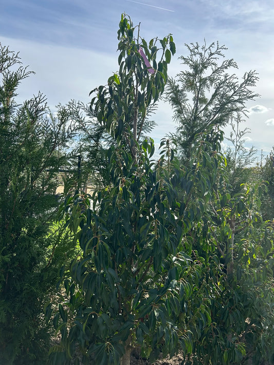 Prunus Lus. Angistofilia