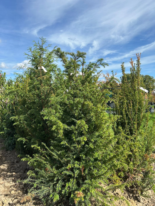 Taxus baccata