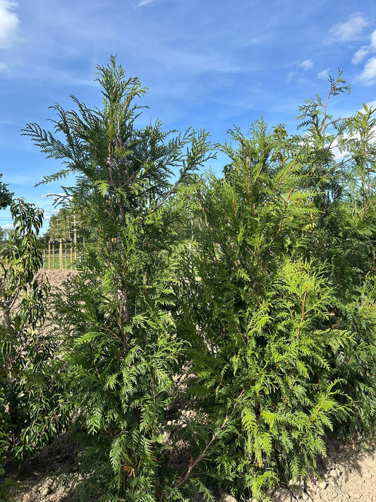 Thuja plicata Atrovirens