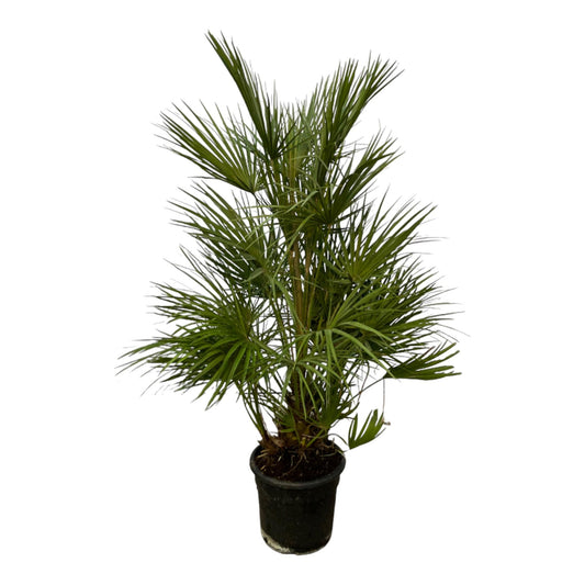 Chamaerops Humilis - 130 cm - Ø24cm