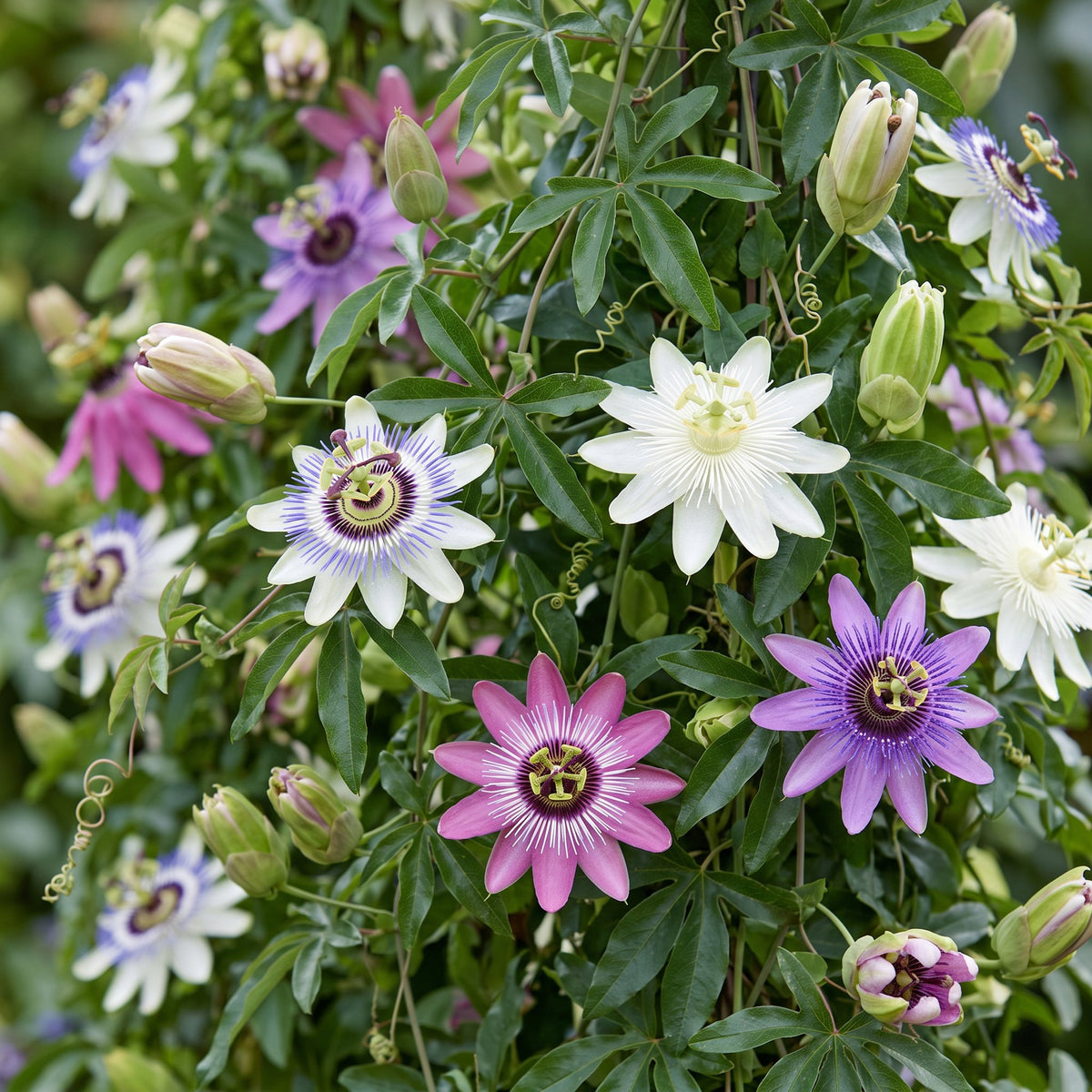 8x Passiflora Regenboog - Passiflora Rainbow - Wit - Paars - Roze - Paars - Klimplant - Ø9cm - ↕35cm