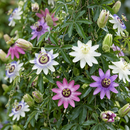 8x Passiflora Regenboog - Passiflora Rainbow - Wit - Paars - Roze - Paars - Klimplant - Ø9cm - ↕35cm