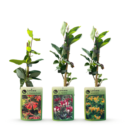 6x Lonicera Tricolour - Driekleurige kamperfoelie - Rood - Paars - Oranje - Geel - Klimplant - Ø9cm - ↕35cm