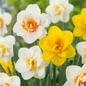 40x Narcissus Double mix - Gevulde narcis mix - Geel en Wit - Voorjaarsbloeier - Bolmaat 12/14
