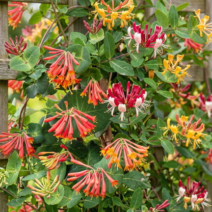 6x Lonicera Tricolour - Driekleurige kamperfoelie - Rood - Paars - Oranje - Geel - Klimplant - Ø9cm - ↕35cm