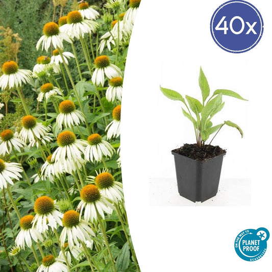 40x Echinacea p. 'White Swan' - ↕10-25cm - Ø9cm