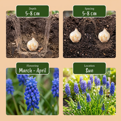 200x Muscari Armeniacum - Armeense druifhyacint - Blauw - Verwilderingsbol - Bolmaat 8/9