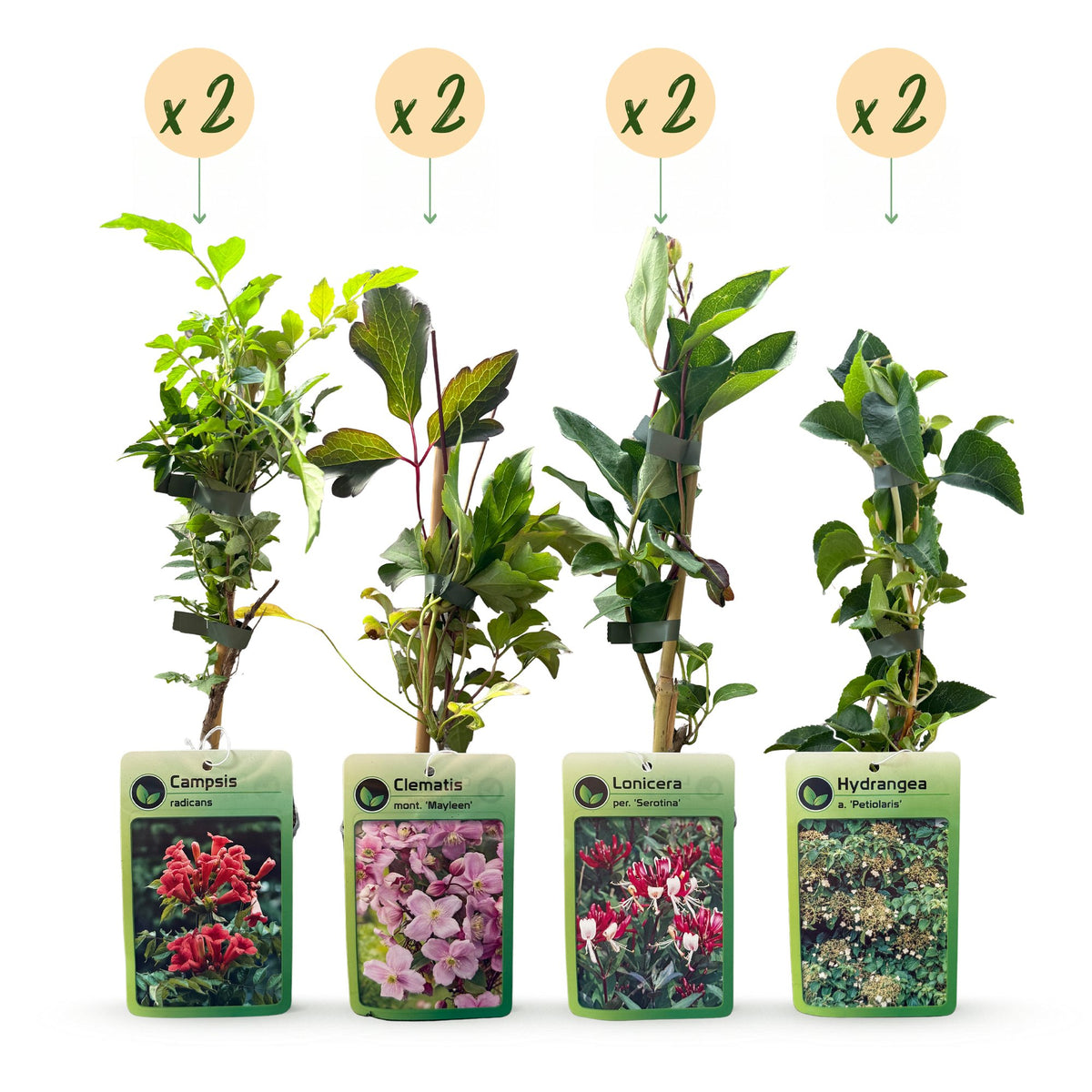 8x Klimplanten Rainbow Courfull - Regenboog klimplant - Licht Roze - Wit - Paars - Klimplant - Ø9cm - ↕35cm