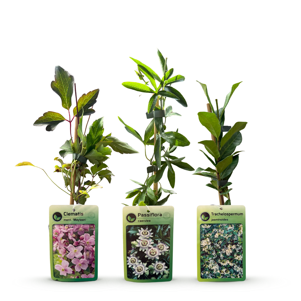 6x Klimplaten Tricolor Colourfull - Driekleurige klimplant - Licht Roze - Wit - Paars - Klimplant - Ø9cm - ↕35cm