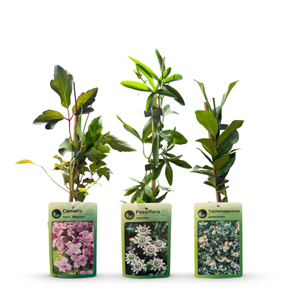 6x Klimplaten Tricolor Colourfull - Driekleurige klimplant - Licht Roze - Wit - Paars - Klimplant - Ø9cm - ↕35cm
