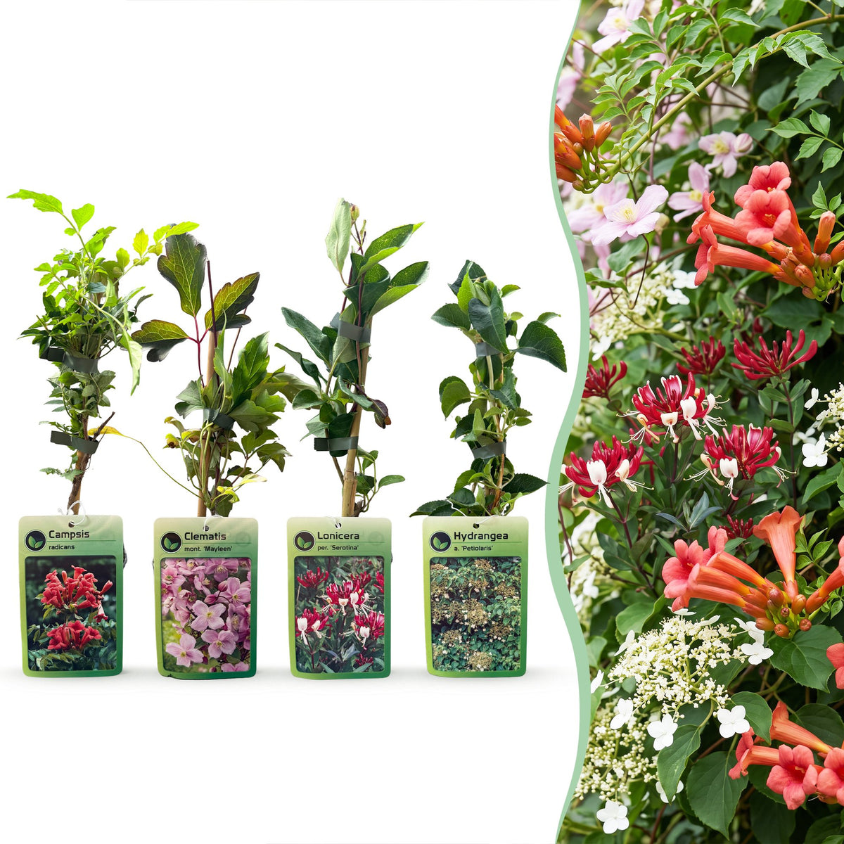 8x Klimplanten Rainbow Courfull - Regenboog klimplant - Licht Roze - Wit - Paars - Klimplant - Ø9cm - ↕35cm