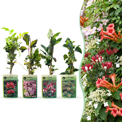 8x Klimplanten Rainbow Courfull - Regenboog klimplant - Licht Roze - Wit - Paars - Klimplant - Ø9cm - ↕35cm