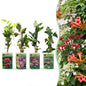 8x Klimplanten Rainbow Courfull - Regenboog klimplant - Licht Roze - Wit - Paars - Klimplant - Ø9cm - ↕35cm