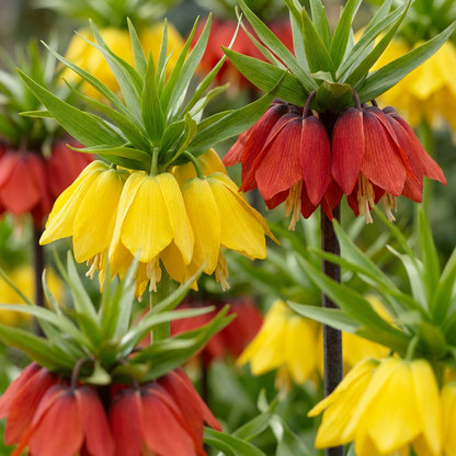 12x Fritillaria Imperialis Mix - Keizerskroon mix - Diversen - Voorjaarsbloeier - Bolmaat 18/20
