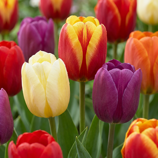 60x Tulipa Triumph Mix - Triomftulp mix - Diversen - Voorjaarsbloeier - Bolmaat 11/12