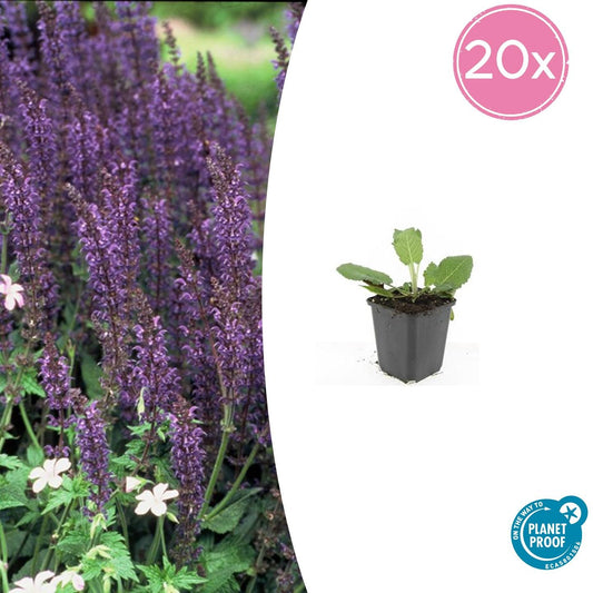 20x Salvia nem. 'Mainacht' - ↕10-25cm - Ø9cm