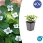 40x Cornus canadensis - ↕10-25cm - Ø9cm