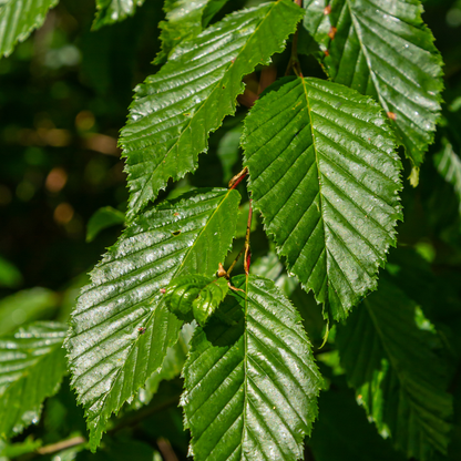 Palletdeal Haagplanten:  50 Carpinus Betulus ↕ 80-100 - Ø 19cm | Mini Pallet