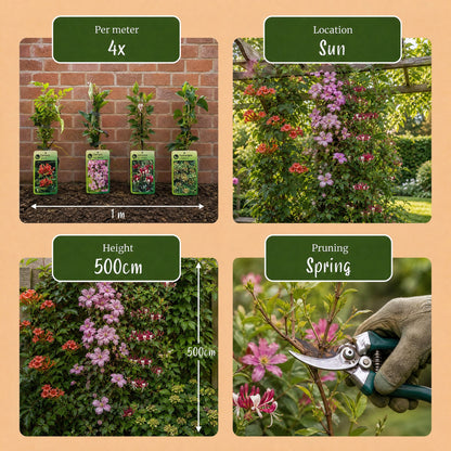 8x Klimplanten Rainbow Courfull - Regenboog klimplant - Licht Roze - Wit - Paars - Klimplant - Ø9cm - ↕35cm