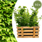Palletdeal Haagplanten:  50 Carpinus Betulus ↕ 80-100 - Ø 19cm | Mini Pallet