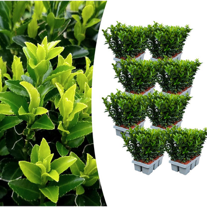 8 x 6 pack Euonymus 'Green Spire' - Ø 7 cm - ↨ 15 cm