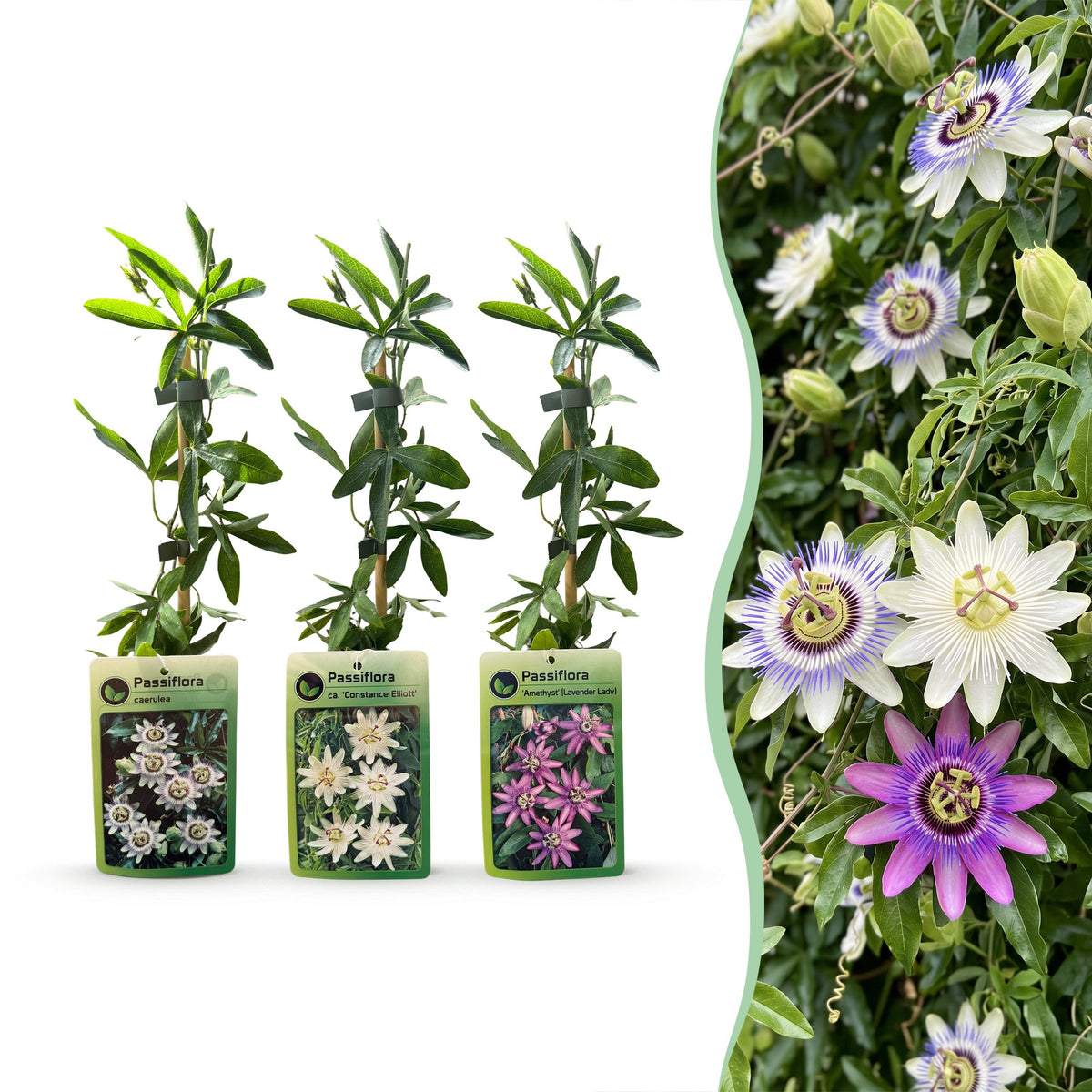 6x Passiflora Tricolour - Driekleurige passiebloem - Wit - Paars - Roze - Klimplant - Ø9cm - ↕35cm