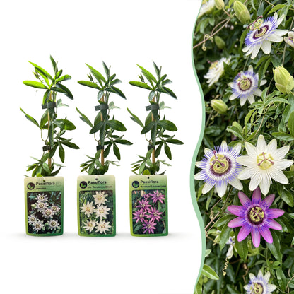 6x Passiflora Tricolour - Driekleurige passiebloem - Wit - Paars - Roze - Klimplant - Ø9cm - ↕35cm