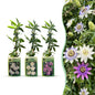 6x Passiflora Tricolour - Driekleurige passiebloem - Wit - Paars - Roze - Klimplant - Ø9cm - ↕35cm