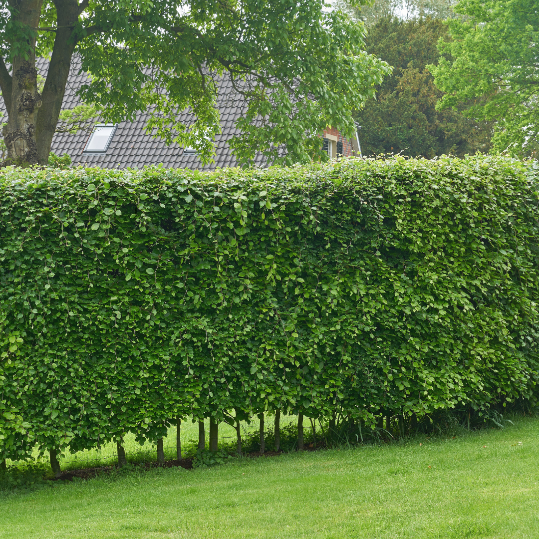 Palletdeal Haagplanten:  50 Carpinus Betulus ↕ 80-100 - Ø 19cm | Mini Pallet