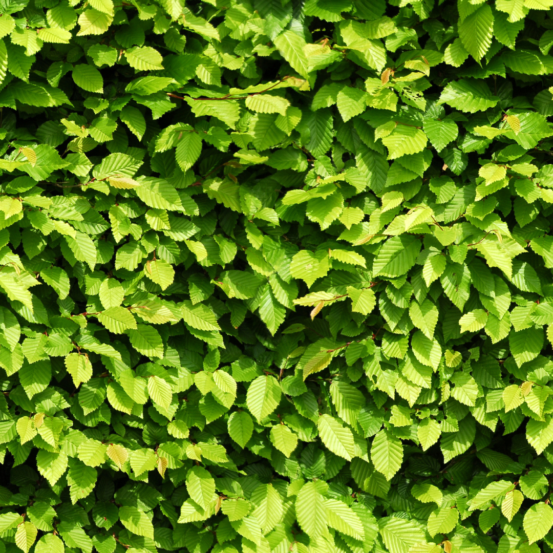 Palletdeal Haagplanten:  50 Carpinus Betulus ↕ 80-100 - Ø 19cm | Mini Pallet