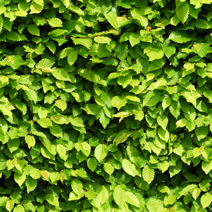 Palletdeal Haagplanten:  50 Carpinus Betulus ↕ 80-100 - Ø 19cm | Mini Pallet