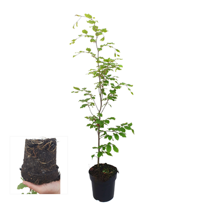 Palletdeal Haagplanten:  50 Fagus sylvatica ↕ 80-100 - Ø 19cm | Mini Pallet
