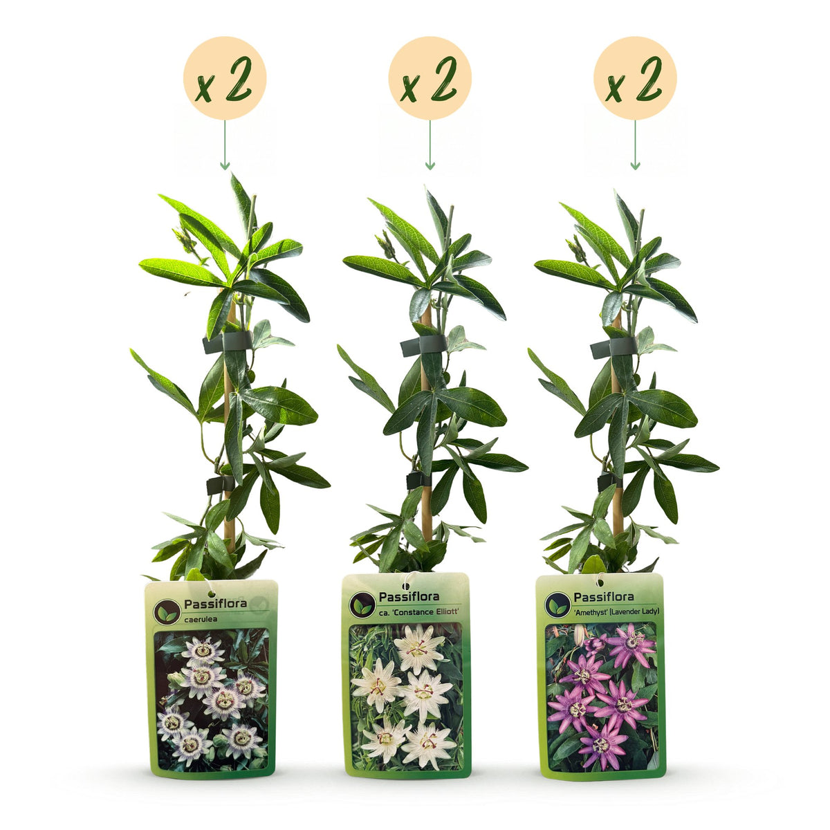 6x Passiflora Tricolour - Driekleurige passiebloem - Wit - Paars - Roze - Klimplant - Ø9cm - ↕35cm