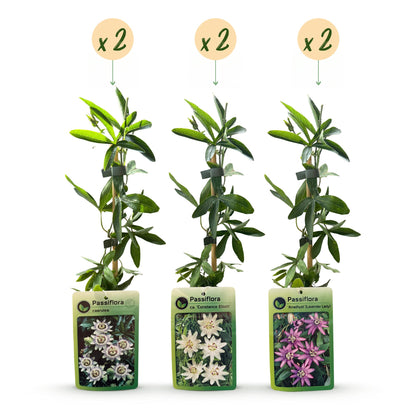 6x Passiflora Tricolour - Driekleurige passiebloem - Wit - Paars - Roze - Klimplant - Ø9cm - ↕35cm