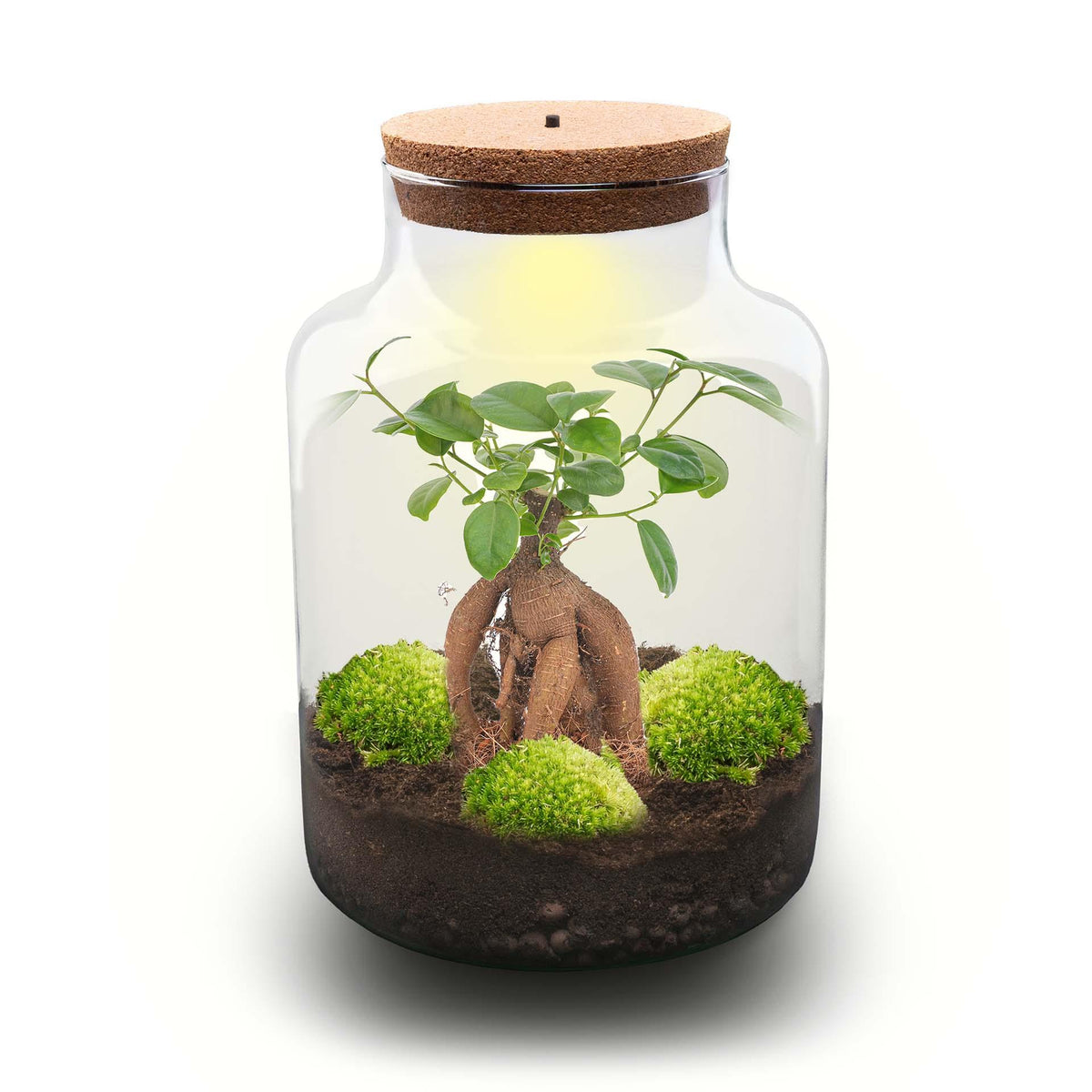 DIY Planten terrarium met licht - Milky Bonsai - Ø 21 cm ↑ 30 cm - Rake + Shovel + Tweezer + Scissors