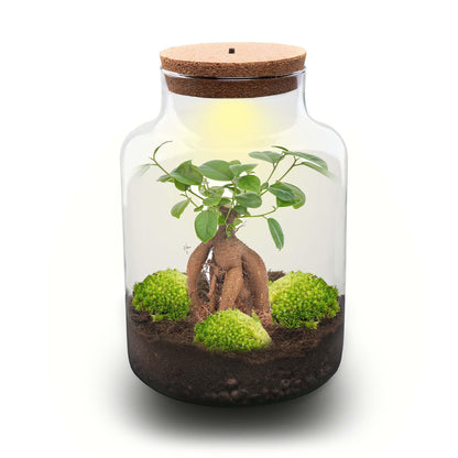 DIY Planten terrarium met licht - Milky Bonsai - Ø 21 cm ↑ 30 cm - Rake + Shovel + Tweezer + Scissors