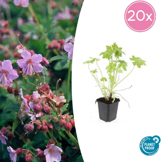 20x Geranium macrorrhizum - ↕10-25cm - Ø9cm