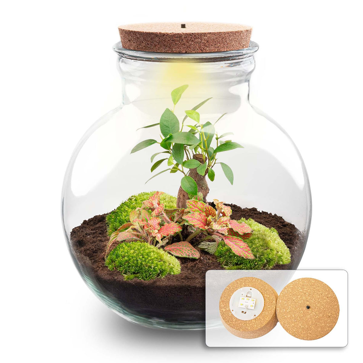 DIY Planten terrarium (met licht) - Teddy Bonsai - Ø 25 cm ↑ 26,5 cm - Met LED-kurk