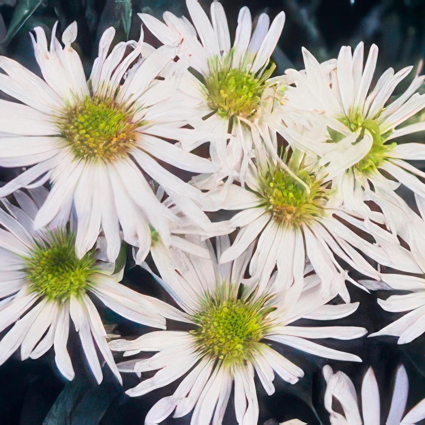 6x Aster ageratoides 'Ashvi' - ↕10-25cm - Ø9cm