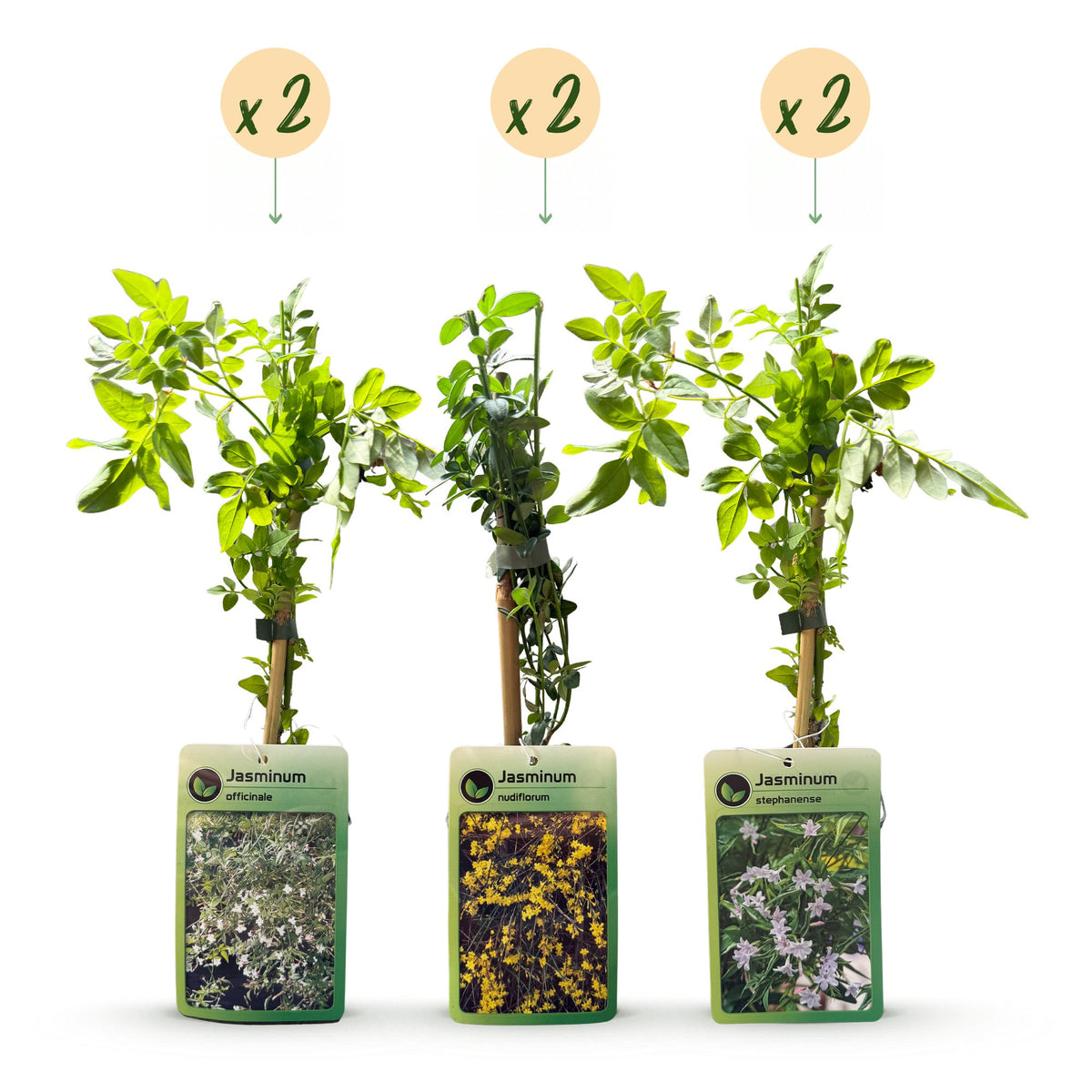 6x Jasminum Tricolour - Driekleurige jasmijn - Geel - Wit - Roze - Klimplant - Ø9cm - ↕35cm