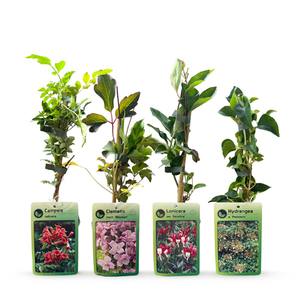 8x Klimplanten Rainbow Courfull - Regenboog klimplant - Licht Roze - Wit - Paars - Klimplant - Ø9cm - ↕35cm