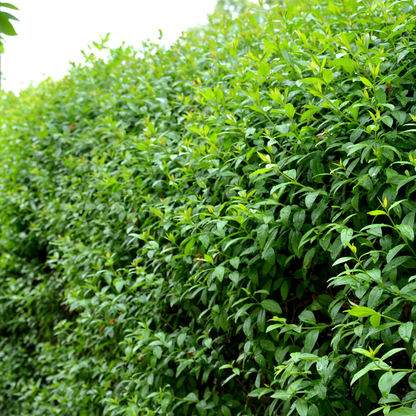Palletdeal Haagplanten:  50 Ligustrum Ovalifolium ↕ 80-100 - Ø 19cm | Mini Pallet