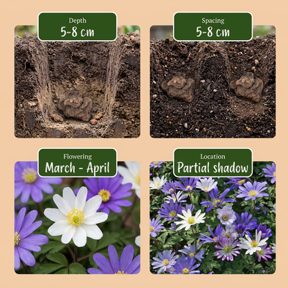 400x Anemone Blanda mix - Griekse anemoon mix - Diversen - Verwilderingsbol - Bolmaat 4/5