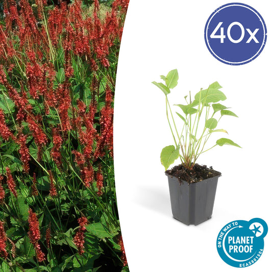 40x Persicaria amplexicaulis - ↕10-25cm - Ø9cm