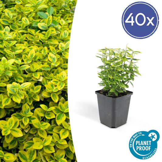 40x Euonymus fort. 'Emerald 'n Gold’ - ↕10-25cm - Ø9cm