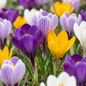 120x Crocus Large Flowering Mix - Grootbloemige krokus mix - Diversen - Voorjaarsbloeier - Bolmaat 7/8