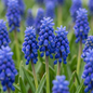 200x Muscari Armeniacum - Armeense druifhyacint - Blauw - Verwilderingsbol - Bolmaat 8/9