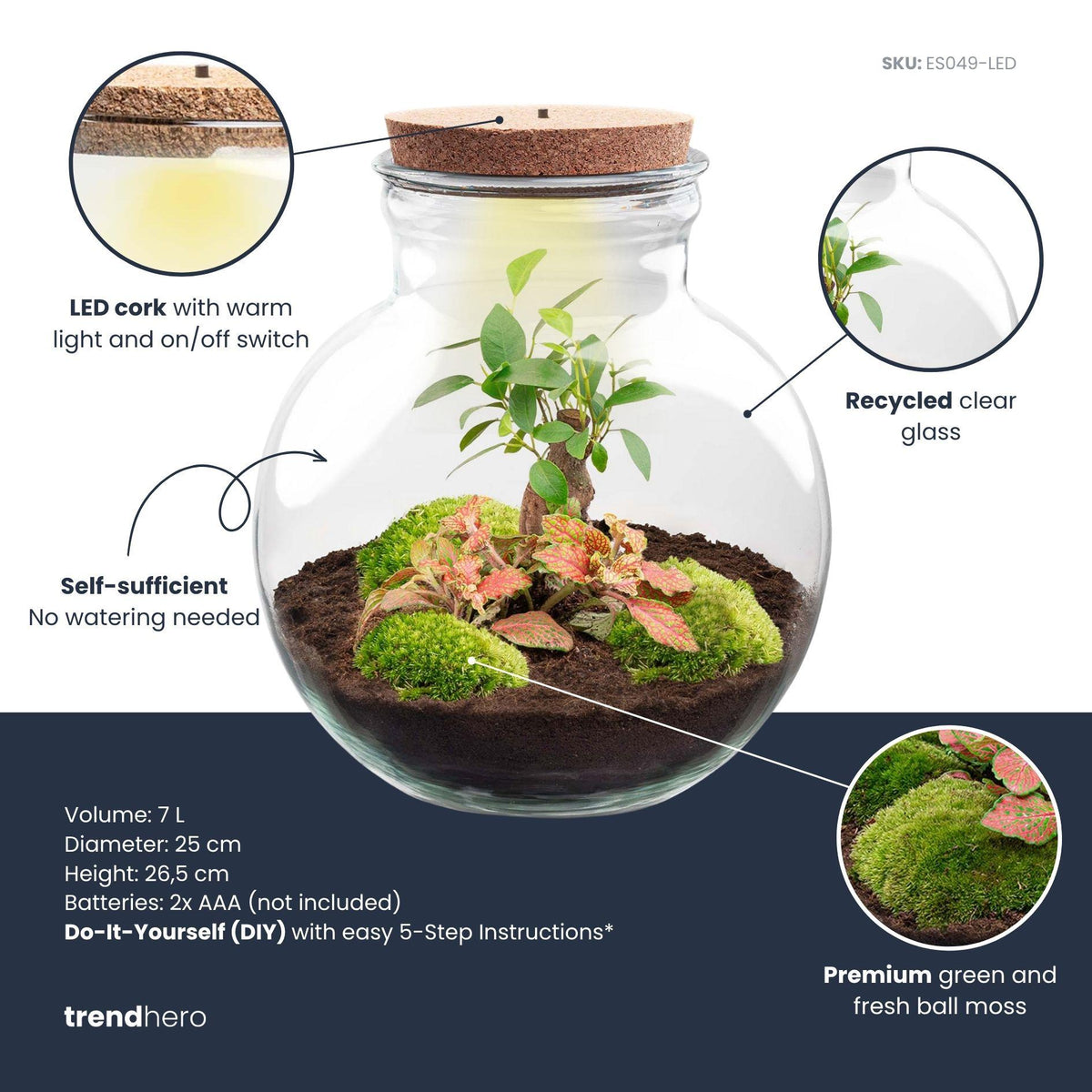 DIY Planten terrarium (met licht) - Teddy Bonsai - Ø 25 cm ↑ 26,5 cm - Met LED-kurk