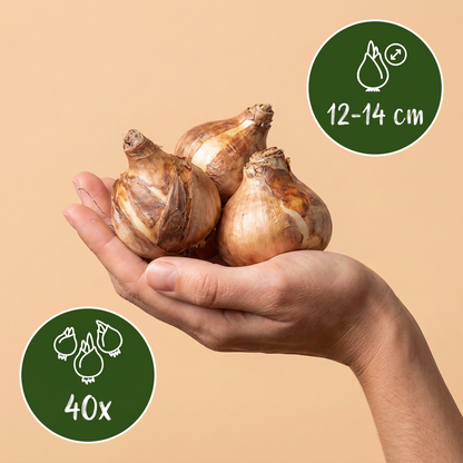 40x Narcissus Golden Ducat - Gevulde gele narcis - Geel - Voorjaarsbloeier - Bolmaat 12/14